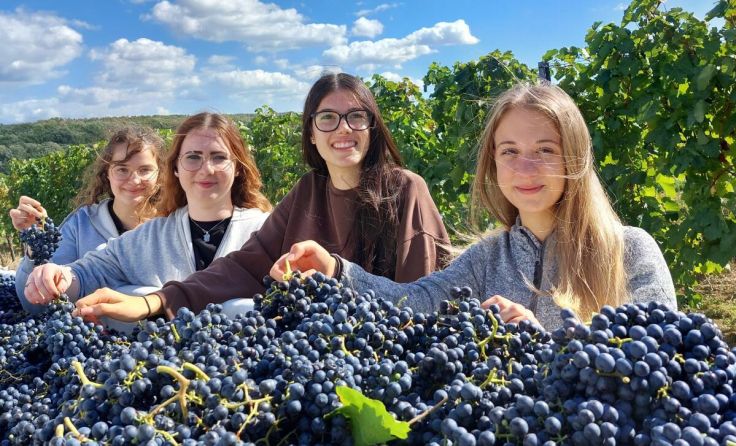 HLW-Schülerinnen bei der Weinlese im Burgenland (Foto: hakhlw kirchdorf)