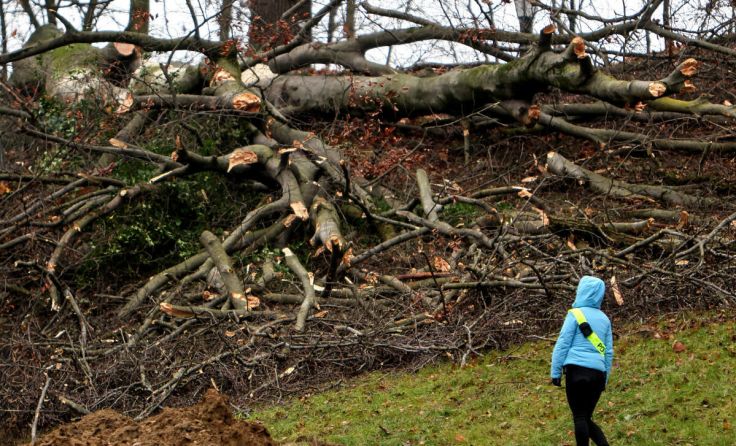 Beim Bergschlösslpark mussten Bäume weichen. (Foto: Volker Weihbold)