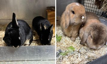 Tips Tierecke: Zwei Kaninchenpaare suchen ein neues Zuhause