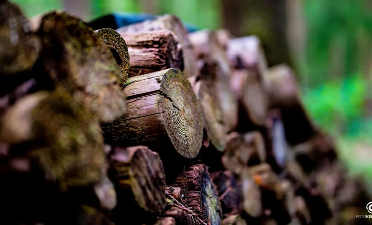 (Symbolfoto: TEAM FOTOKERSCHI)