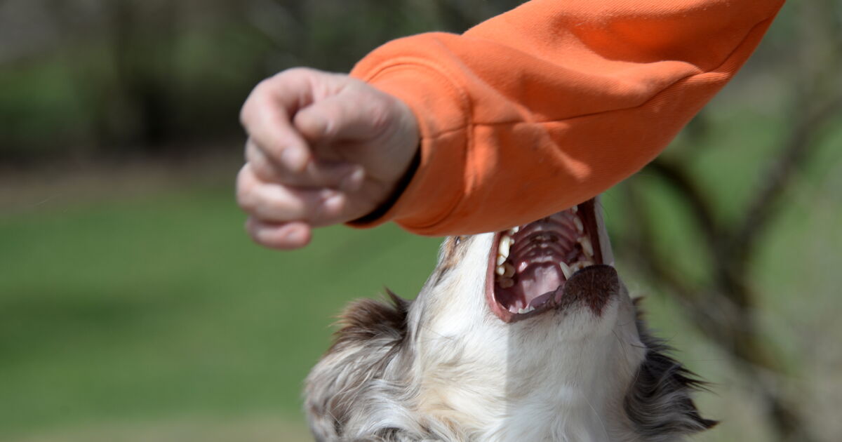 Man (65) attacked by dogs in Steegen