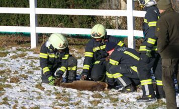 Reh in Zaun gefangen: Erfolgreiche Rettung durch Feuerwehr und Jäger in Thalheim bei Wels