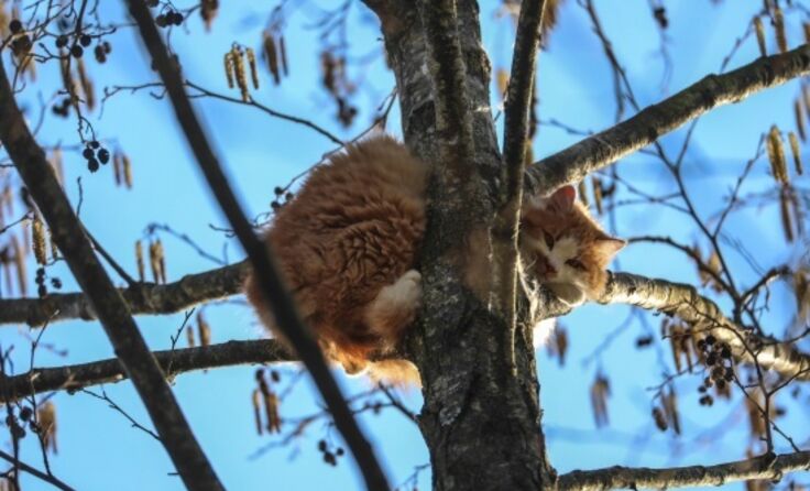 Katze in großer Höhe auf einem Baum in Marchtrenk. (Fotocredit: laumat/Christian Schürrer)