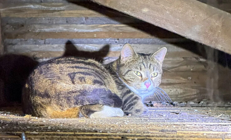 Der Kater in der Garage vor der erfolgreichen Rettung durch die Feuerwehr. (Fotocredit: fotokerschi)