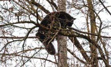 Katze auf Baum: Rettungsaktion in Wels vorerst erfolglos abgebrochen
