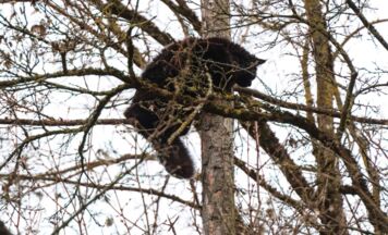 Baumkletterer befreit Kater „Hector“ in Wels-Lichtenegg aus misslicher Lage