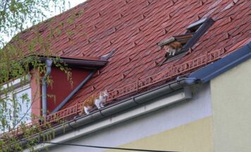 Feuerwehr rückt wegen Katzen auf Hausdach in Wels-Vogelweide aus