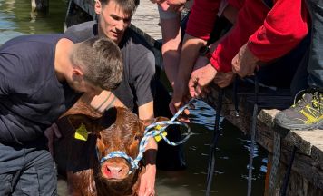 Kuh aus dem Mondsee gerettet