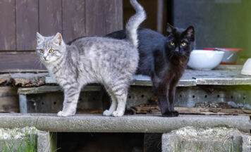 Katze in Ulrichsberg angeschossen
