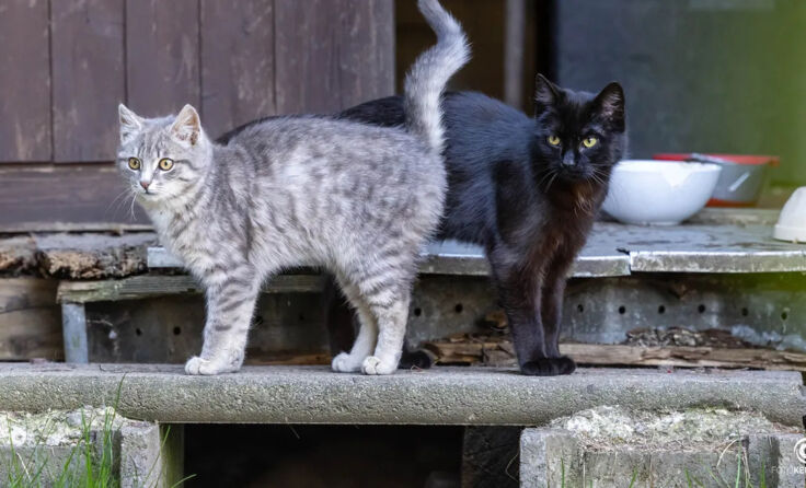 (Symbolfoto: Team Fotokerschi/Franz Plechinger)