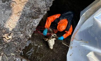 Kalb in Gramastetten nach Sturz in Jauchegrube gerettet