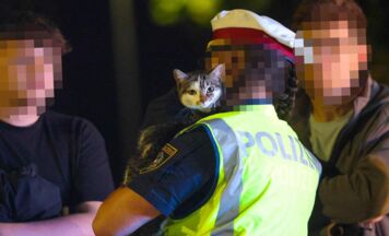 Katze in Wels-Vogelweide mit Drehleiter aus Baum gerettet
