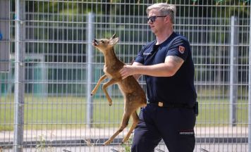 Verirrte Rehkitze sorgten für Einsatz der Feuerwehr in Marchtrenk