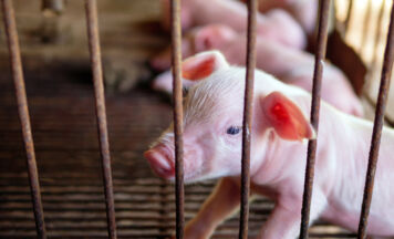 900 Schweine auf A8 bei Kematen am Innbach umgeladen