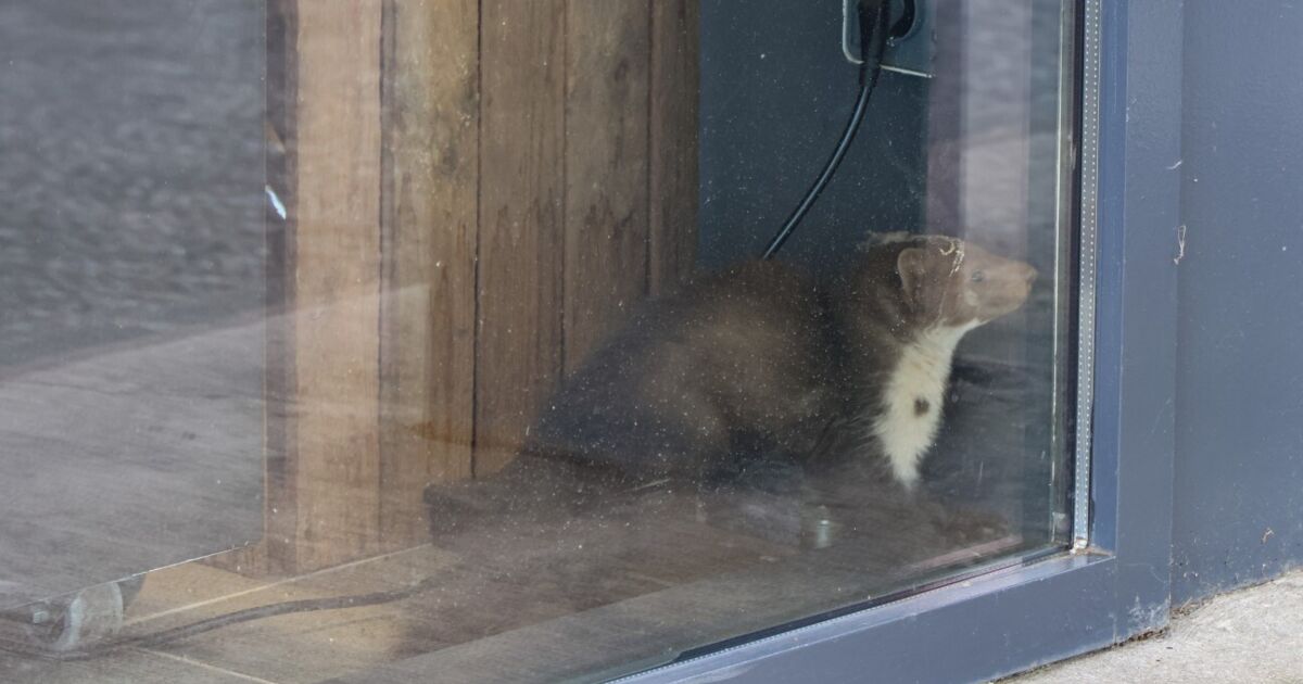 Firefighters remove marten from gas station shop in Wels-Waidhausen