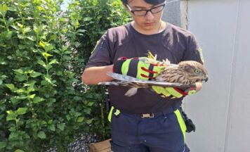Tierrettung barg verletzten Greifvogel aus Garten in Sipbachzell