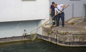 Feuerwehr rettet jungen Schwan im Mühlbach und führt ihn zur Familie zurück