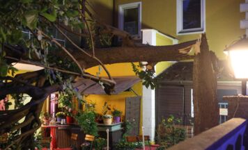 Kastanienbaum in einem Gastgarten in Wels-Neustadt auf Gäste gestürzt