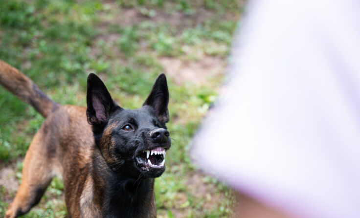 Symbolfoto: Gajus/stock.adobe.com