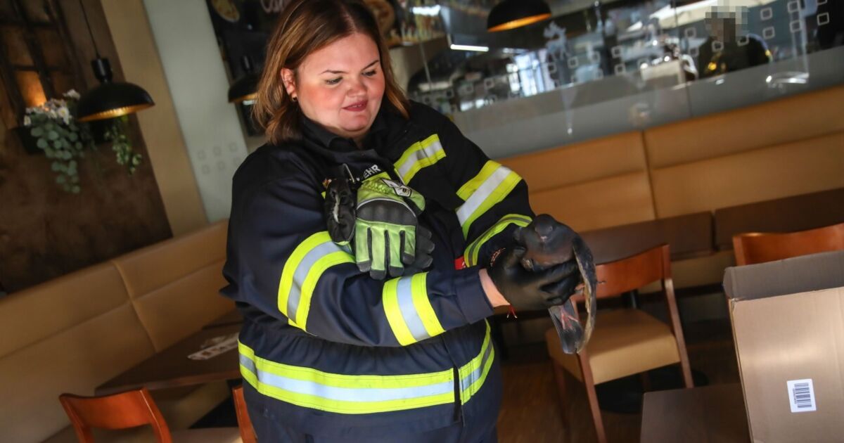 Marchtrenk fire department rescues injured pigeon