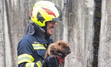 Feuerwehr Bad Goisern rettet Biber aus trockenem Kraftwerksbecken