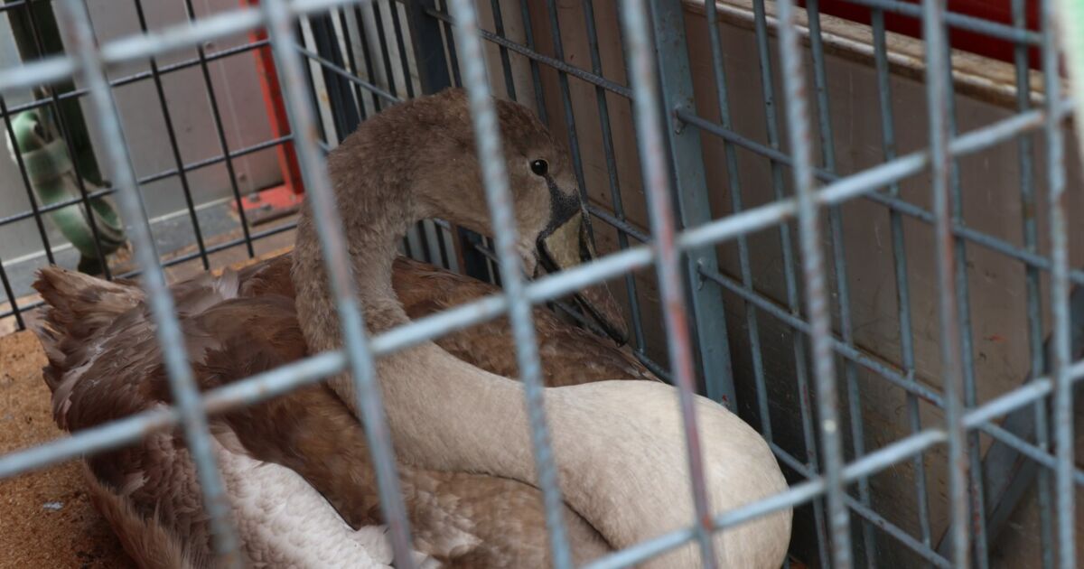 Seven-member Wels swan family is being relocated