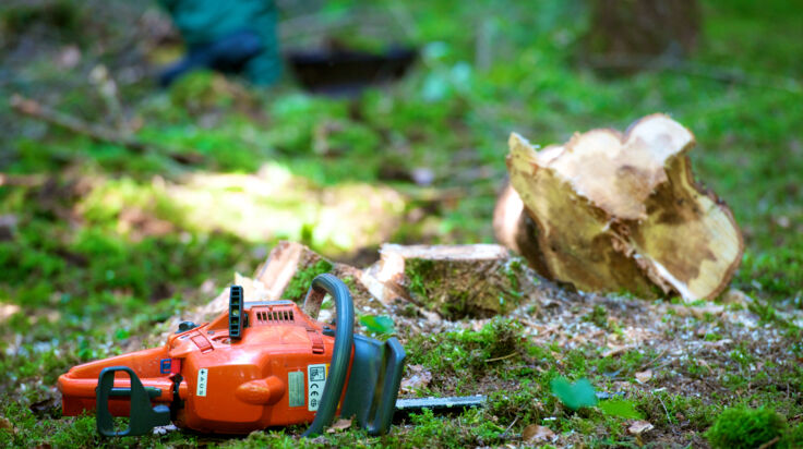 Mann (58) in Arbing von Baum getroffen