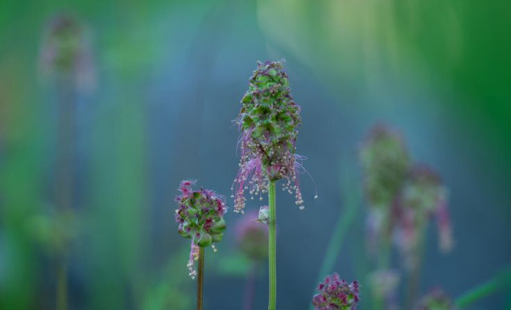 Die Ausstellung in Schwertberg zeigt verschiedenste Naturaufnahmen. (Foto: Josef Hackl)