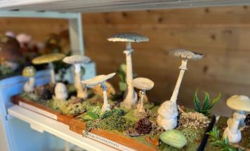 Sonderausstellung im Museum Altenburg – Letzte Chance für Pilz-Interessierte