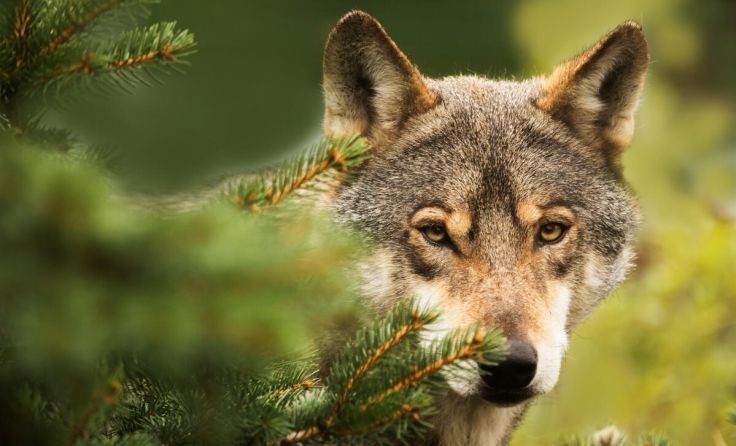 Die Zahl der Wölfe steigt. (Foto: stock.adobe.com/michal)