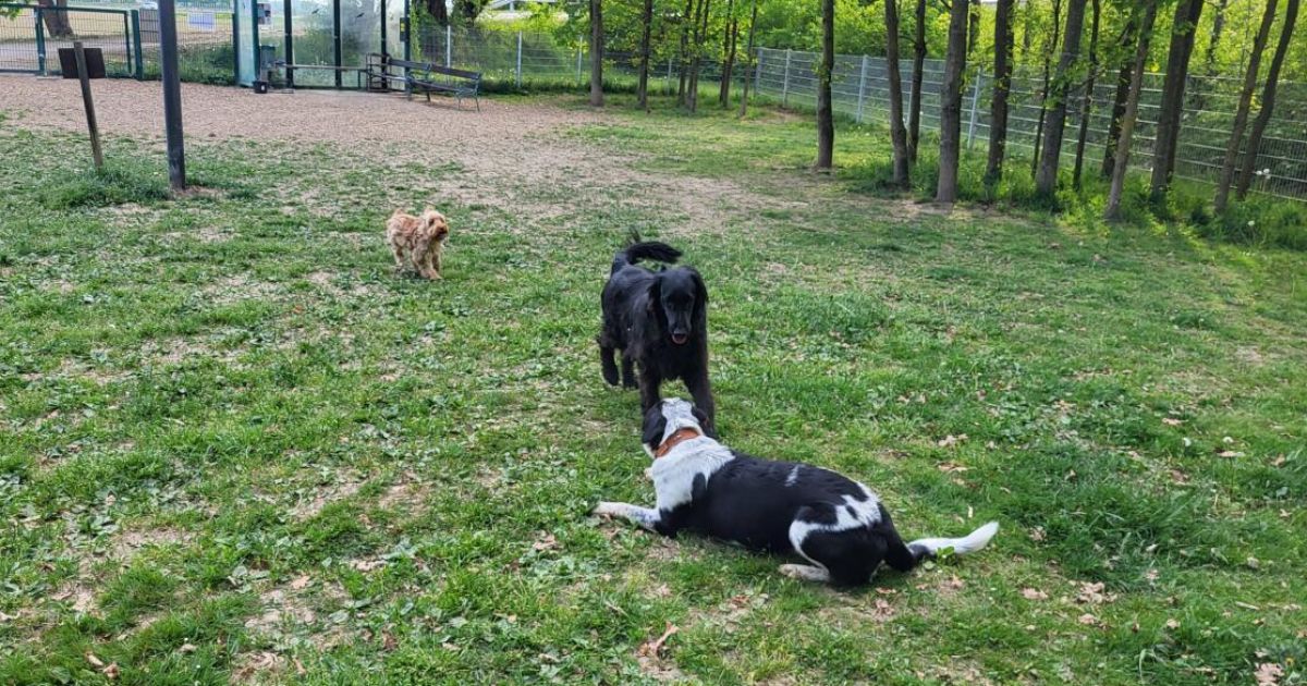 Where dogs can run free and practical tips are available every Monday ...