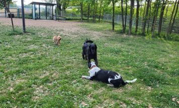 Wo Hunde frei laufen dürfen und es jeden Montagabend praktische Tipps gibt
