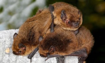 Veranstaltungen zu Fledermäusen, altem Handwerk und Garteln im Naturpark Mühlviertel