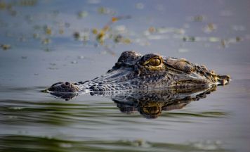 US-amerikanischer Streamer schießt auf Alligator