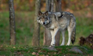 Wolf greift Frau in Hamburg an