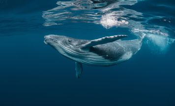 Buckelwal an deutscher Küste: Timmy taucht nach erneuter Befreiung ab