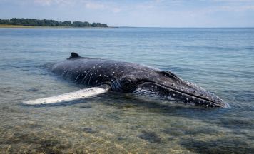 Buckelwal Timmy erneut vor deutscher Ostseeküste auf Grund gelaufen
