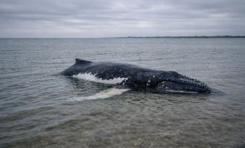 Rettungseinsatz um Buckelwal Timmy abgesagt