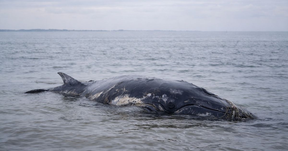 Rescue for humpback whale 