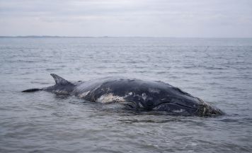Rettung für Buckelwal Timmy wohl unmöglich