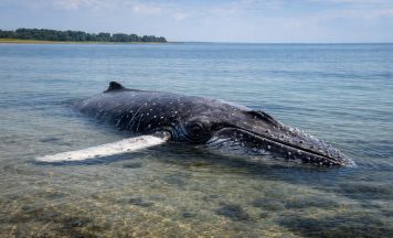 Letzter Versuch: Luftkissen sollen Wal Timmy retten