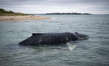 Buckelwal Timmy schwimmt sich frei, bleibt dann aber doch wieder liegen