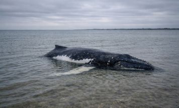 Buckelwal Timmy: So soll er jetzt gerettet werden
