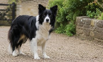 Influencer-Hund in China gestohlen und in Restaurant verkocht