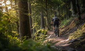Verbot für E-Bikes im Wald geplant: Aufregung in Deutschland