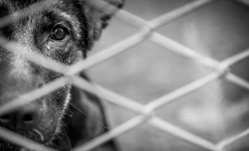 Tierquälerei-Prozess in Deutschland: Verstörende Vorwürfe gegen Hundebesitzer