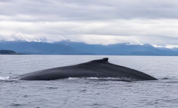 Strandet jetzt der nächste Buckelwal an der deutschen Küste?