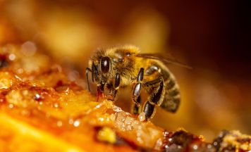 Biene sorgt in Deutschland für Autounfall