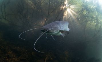 Urlauber aufgepasst: 2 Meter langer Raubfisch sorgt am Gardasee für Unruhe