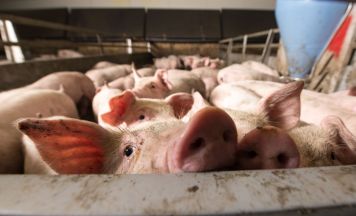 Tragödie: Mehr als 1600 Tiere verbrennen bei Feuer in Schweinestall